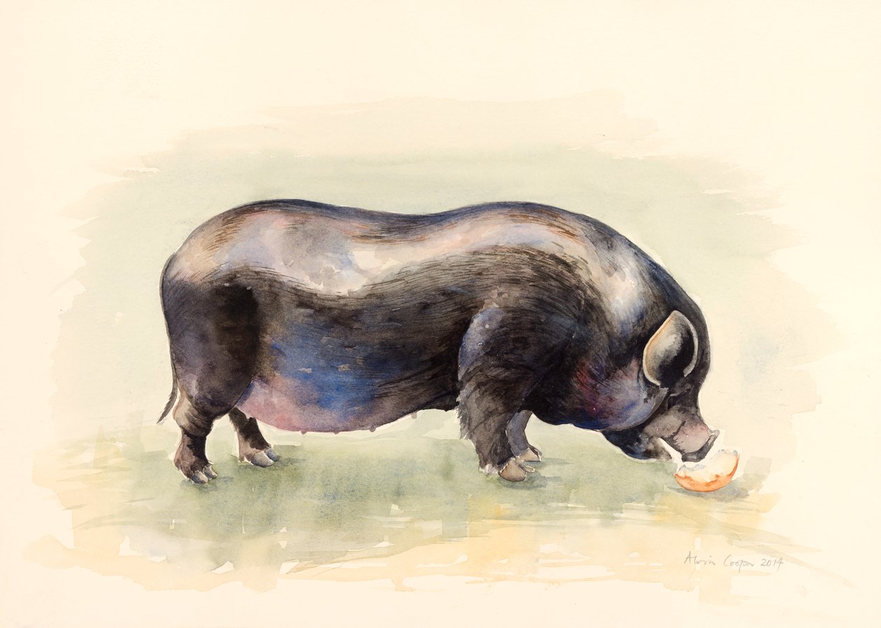 Italiensk svart gris , 2014, akvarell av Alison Cooper