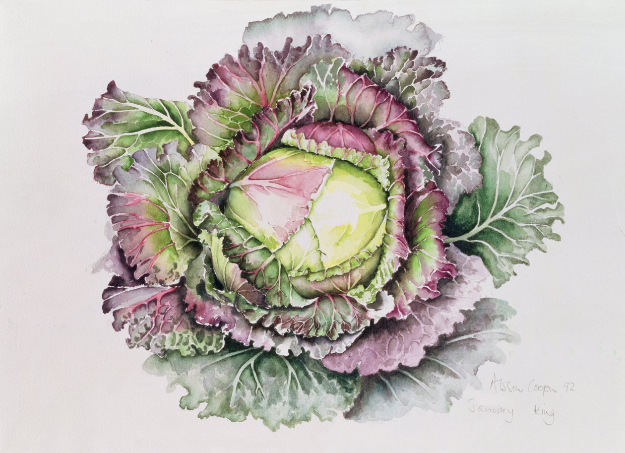 Januari King Cabbage av Alison Cooper