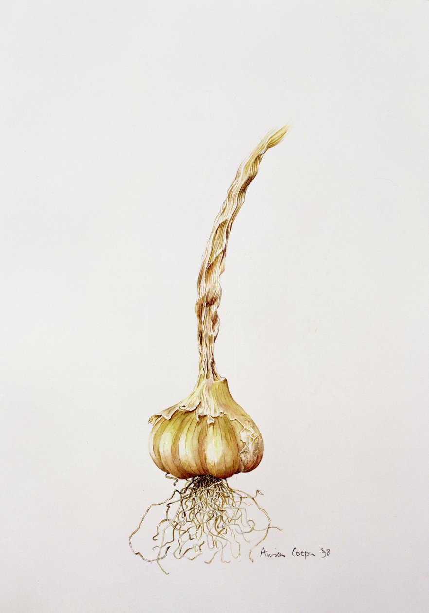 vitlök, 1998 av Alison Cooper