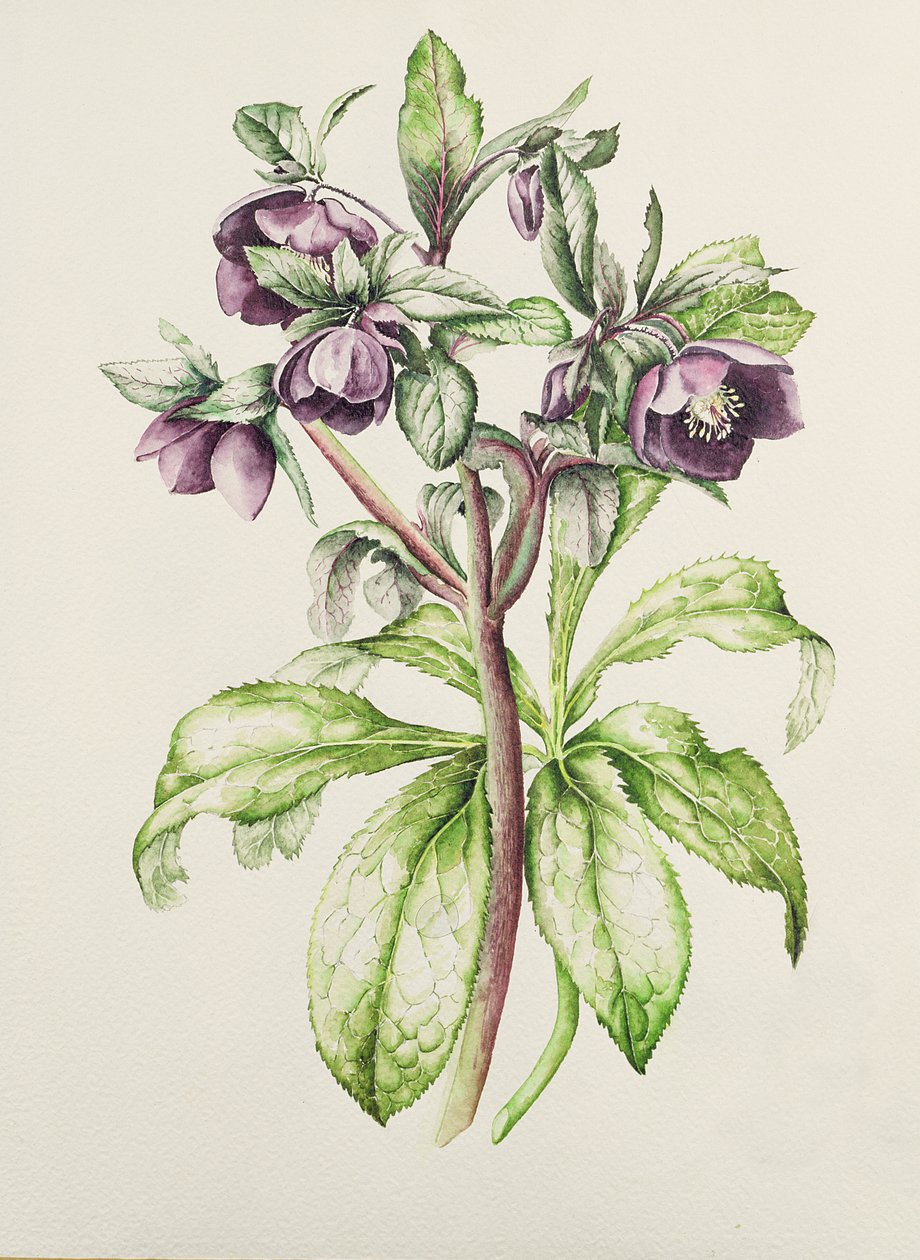 Helleborus Orientalis från Helen Ballard (mörklila blommor) av Alison Cooper