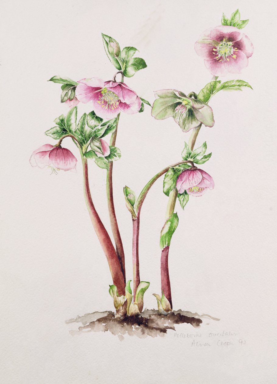 Lenten Rose: Helleborus orientalis (akvarell) av Alison Cooper