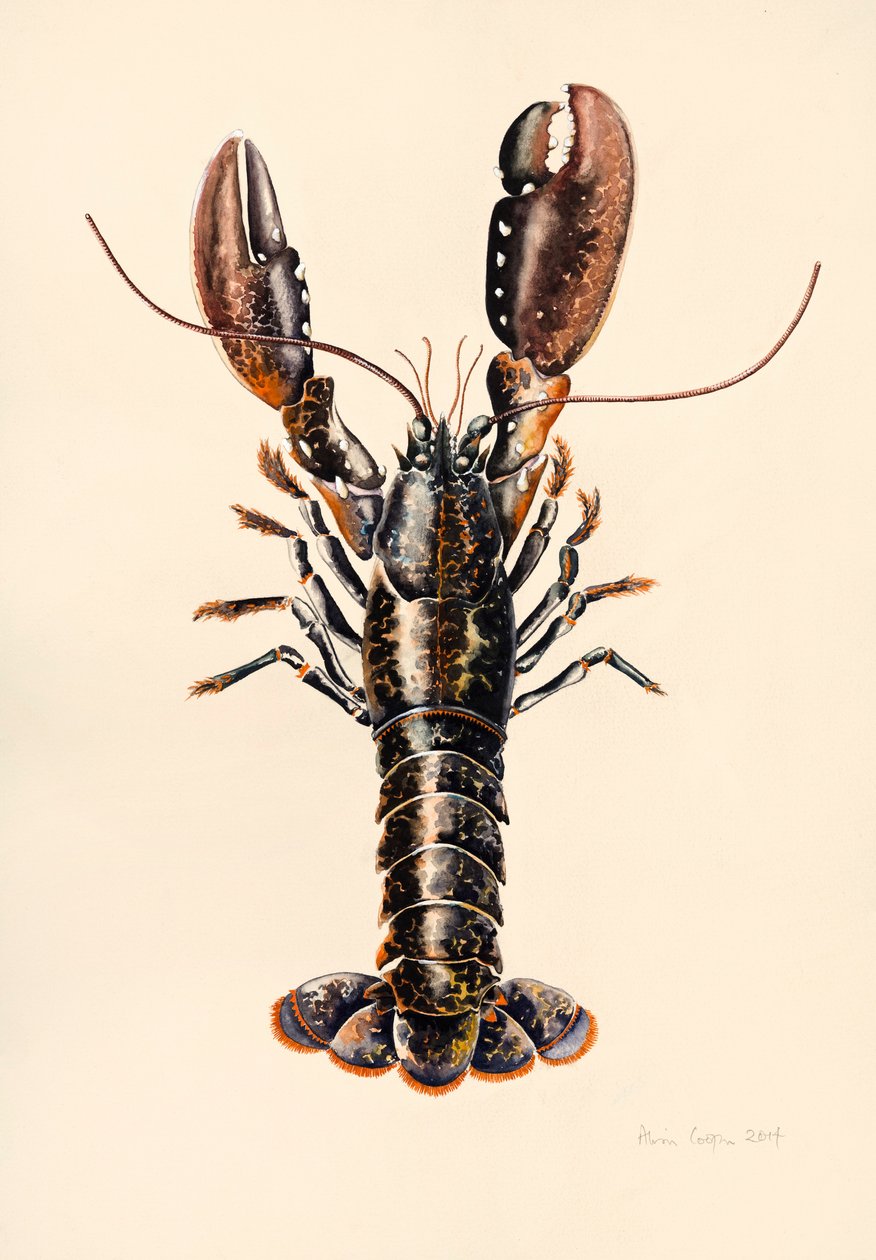 Hummer från Solva, 2014, akvarell av Alison Cooper