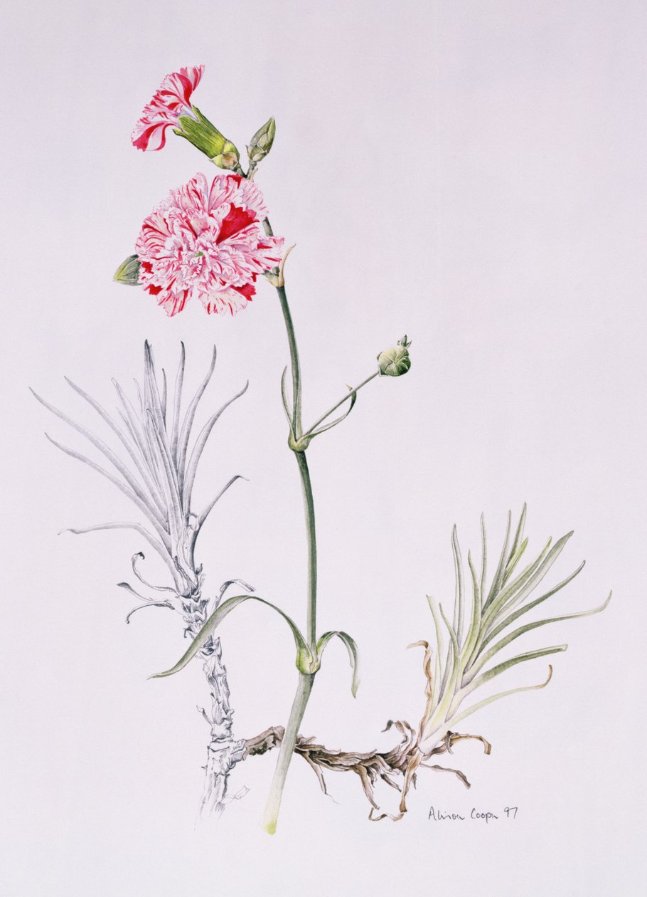 Old Variety of Dianthus, 1997 (wc på papper) av Alison Cooper