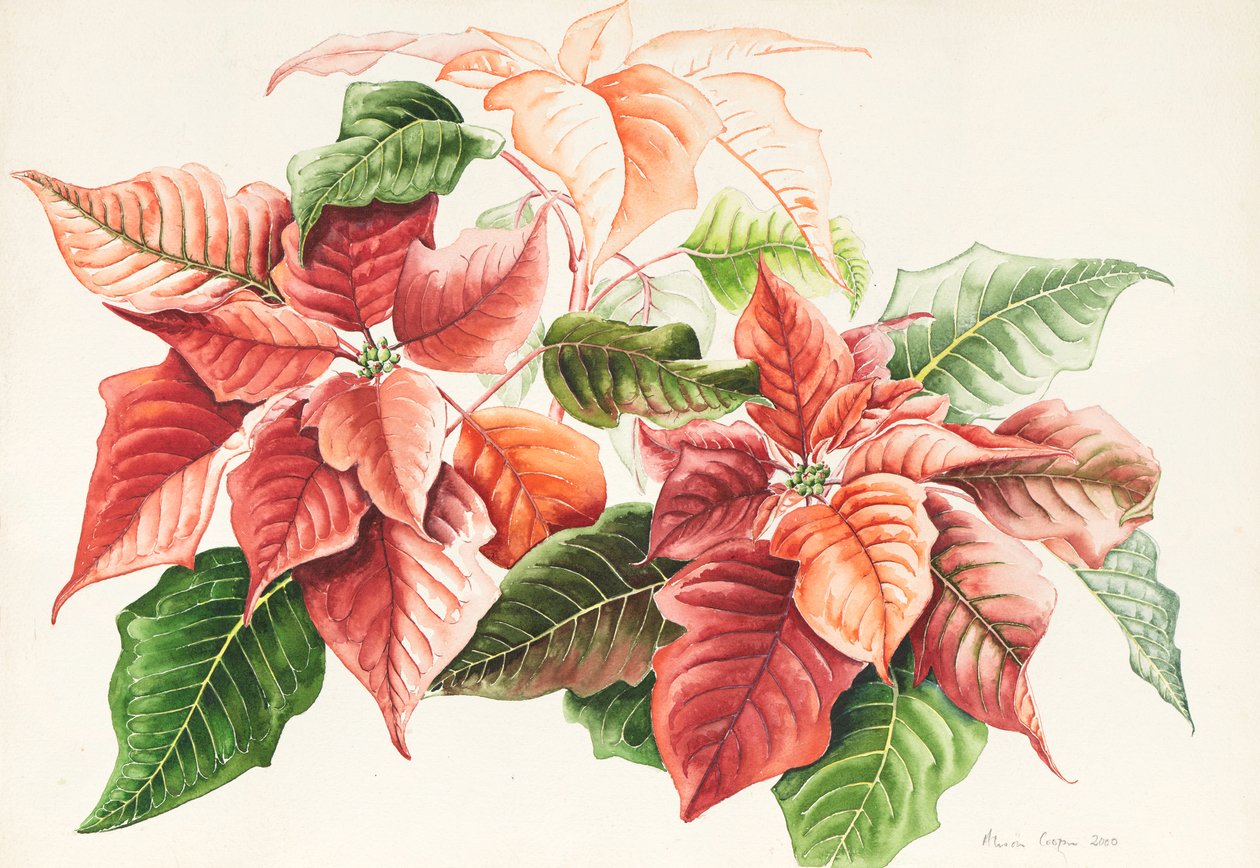 Julstjärna, 2000 (akvarell) av Alison Cooper