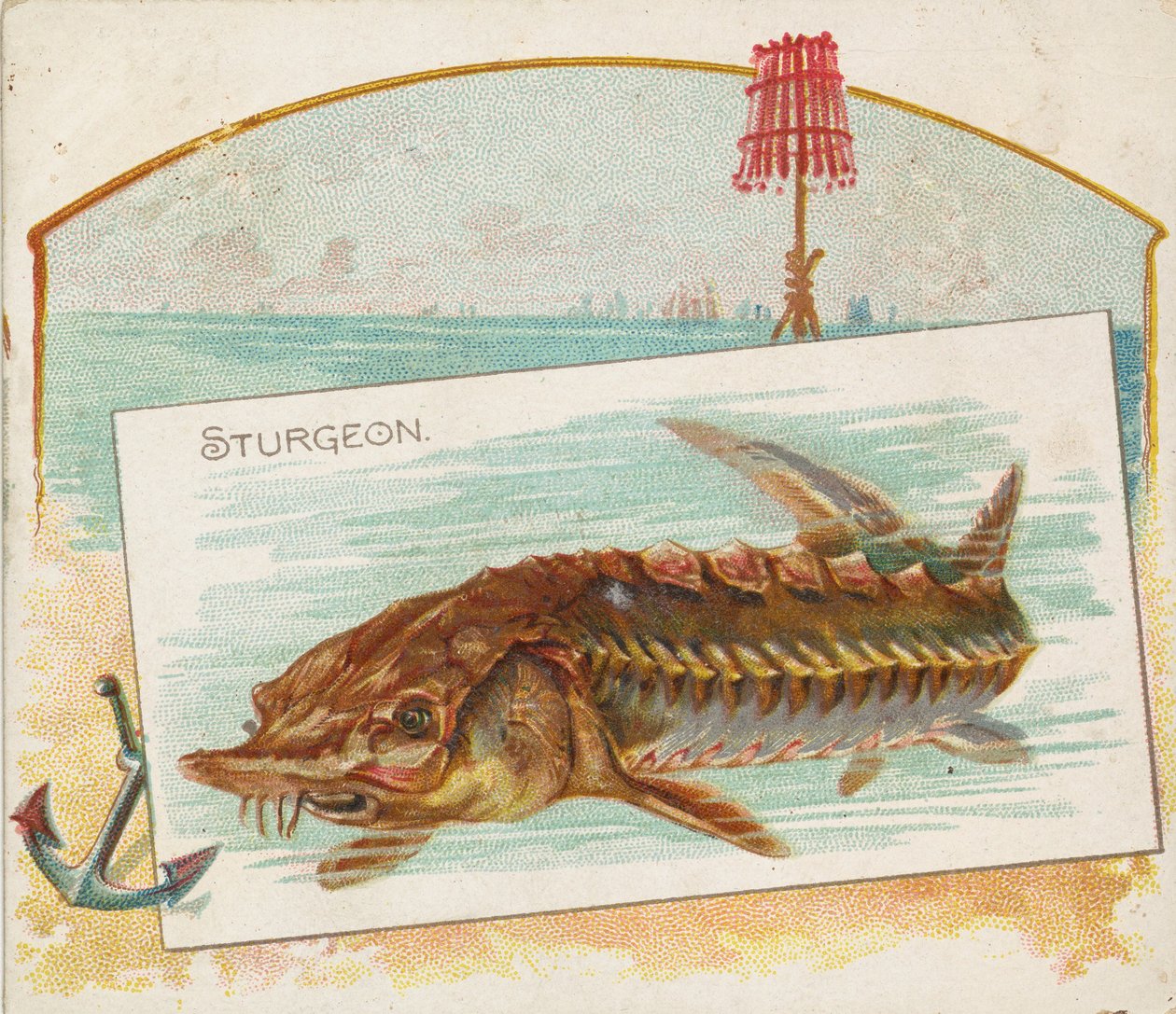 Sturgeon, från Fish från American Waters serie N39 för Allen & Ginter Cigarettes, 1889. av Allen and Ginter