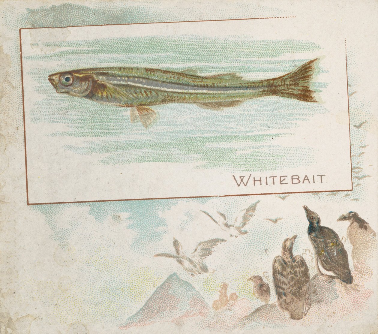 Whitebait, från Fish från American Waters serie N39 för Allen & Ginter Cigarettes, 1889. av Allen and Ginter