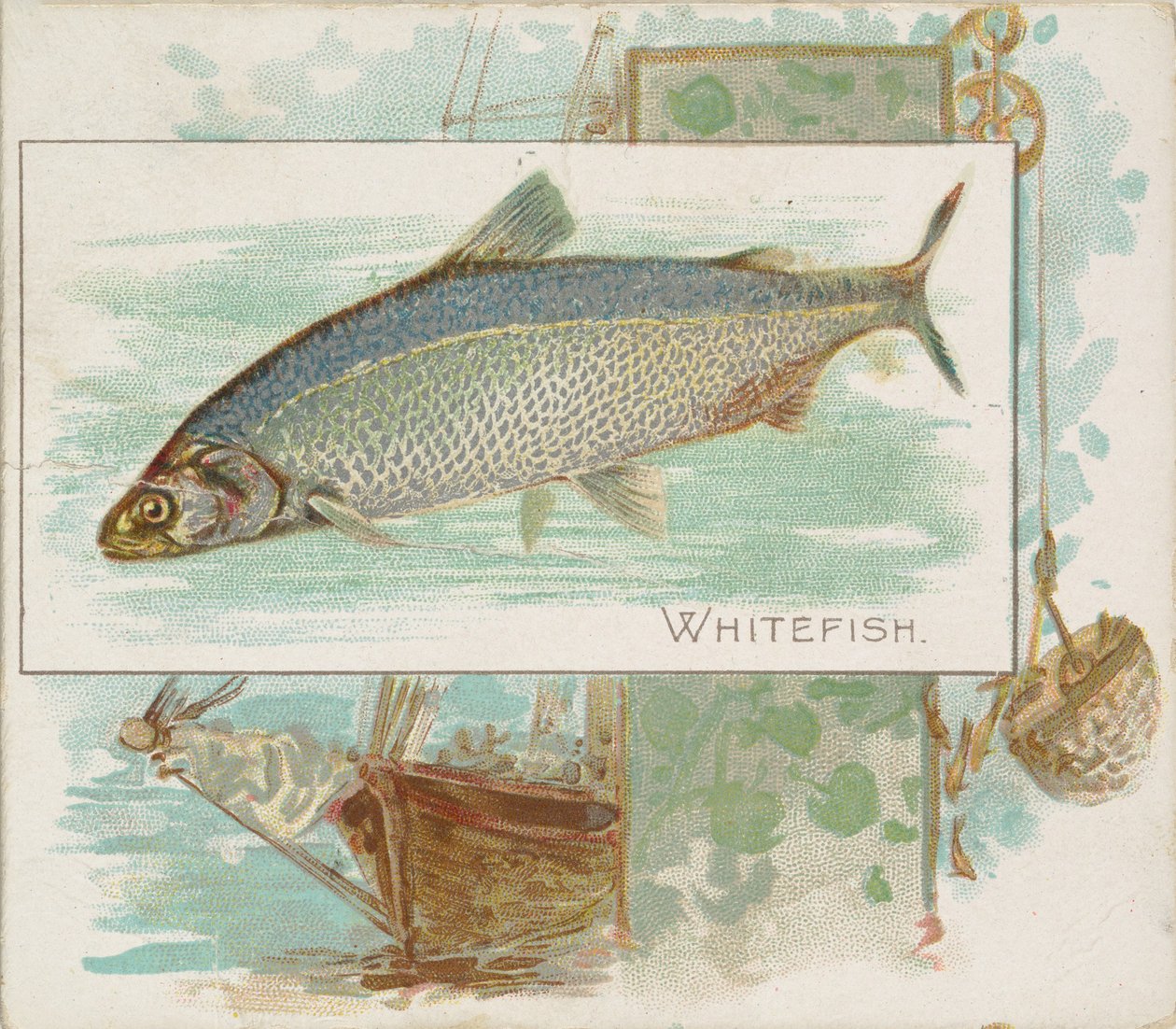 Whitefish, från Fish från American Waters serie N39 för Allen & Ginter Cigarettes, 1889. av Allen and Ginter
