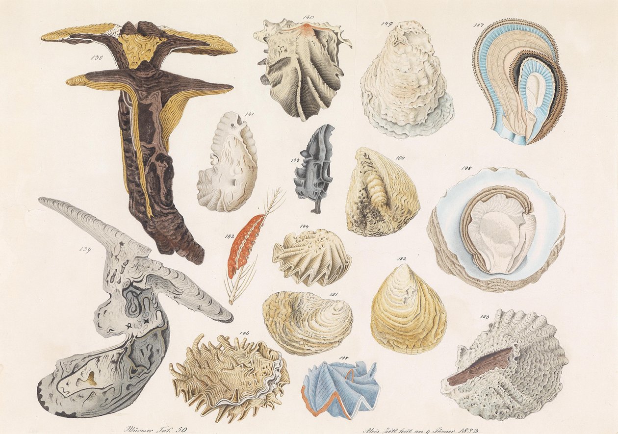 Verschiedene Muscheln und Schnecken av Aloys Zötl