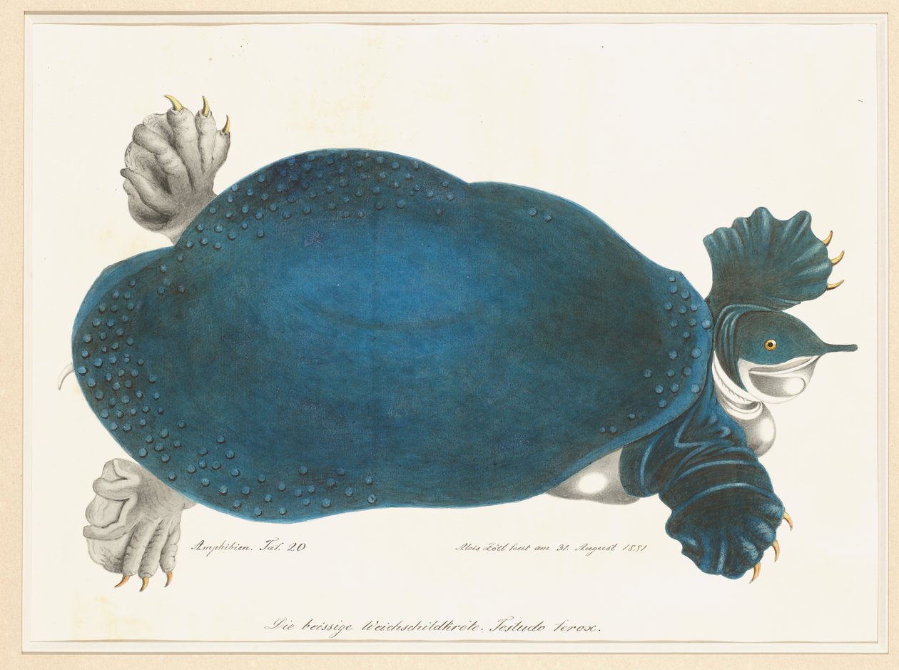 Amerikansk Softshell Turtle eller Trionyx, tidigare kallad Blue Turtle av Aloys Zötl