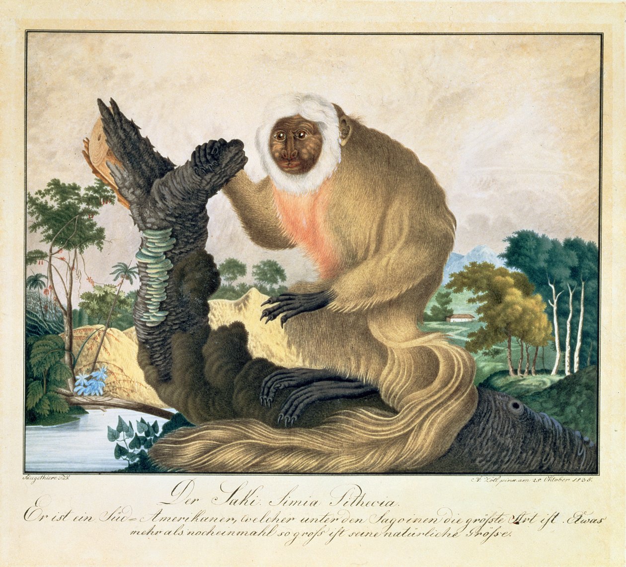 Saki-apan, 1835 av Aloys Zötl