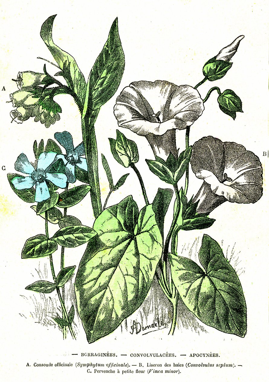 Borraginéer, Convolvulacees, Apocynees: Naturlig skapelse och levande varelser. Teckning av A. Demarle. 1885 av Alphonse Demarle