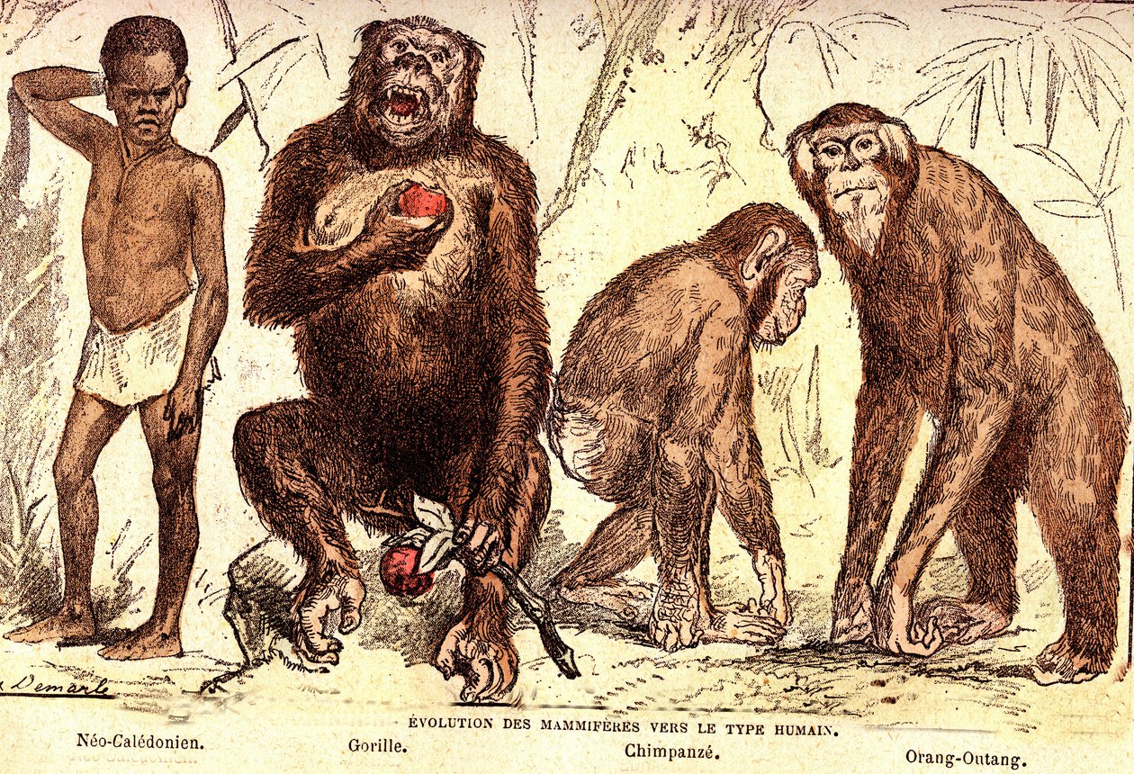 Evolution av däggdjur till den mänskliga typen: Naturlig skapelse och levande varelser (De Jules Rengade). Teckning av A. Demarle. 1885 av Alphonse Demarle