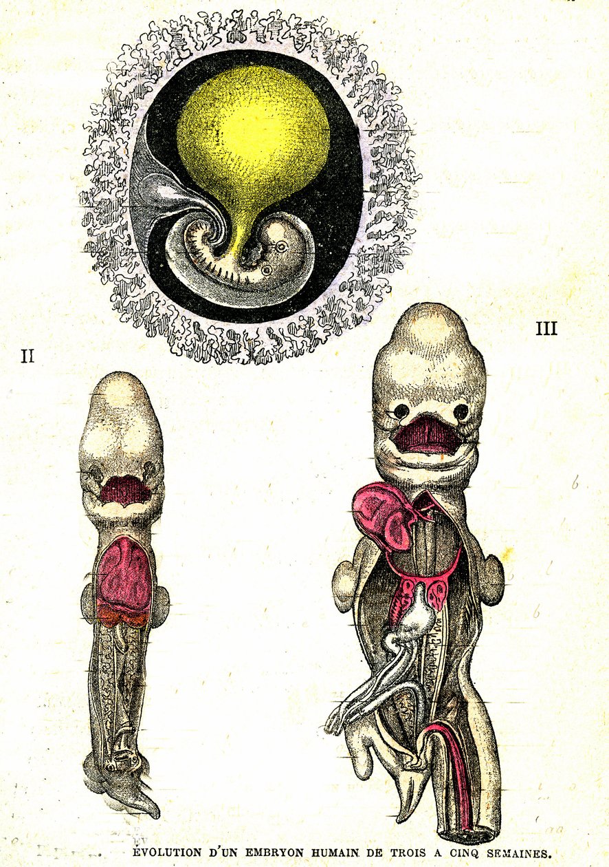 Evolution av det mänskliga embryot: Naturlig skapelse och levande varelser (av Jules Rengade) av Alphonse Demarle