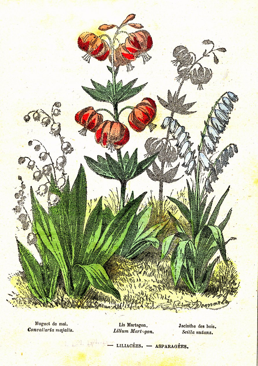 Liliacees, asparagees: Naturlig skapelse och levande varelser. Teckning av A. Demarle. 1885 av Alphonse Demarle
