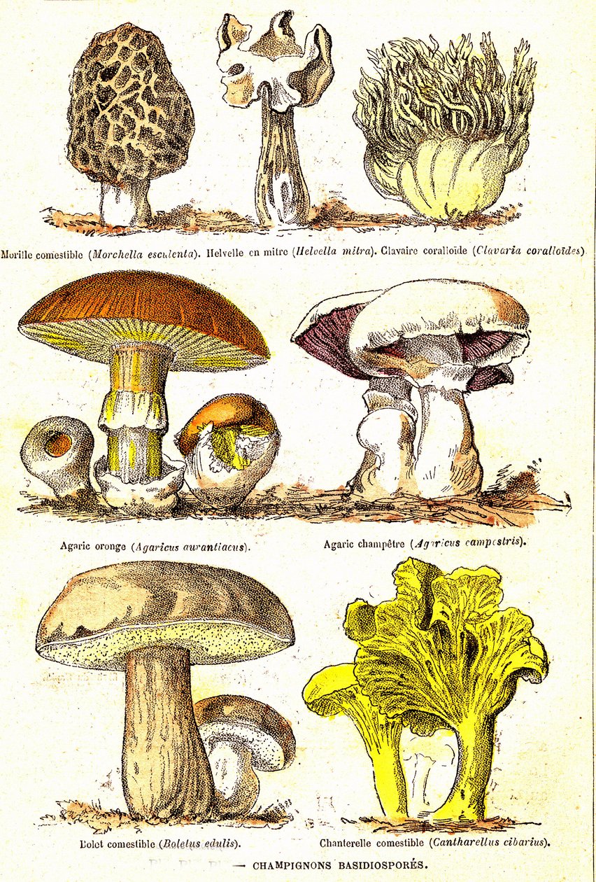 Svamp Basidiosporer: Naturlig skapelse och levande varelser (De Jules Rengade). Teckning av A. Demarle. 1885 av Alphonse Demarle