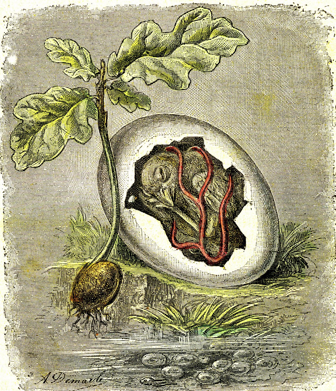Natur. Ägg och frö: Första tillståndet hos organiserade varelser. Naturligt skapande och levande varelser. (J. Rengade) teckning av A. Demarle. 1885 av Alphonse Demarle