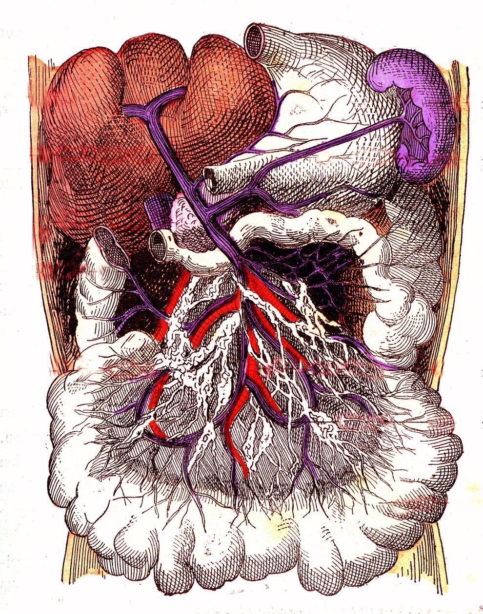 Organ för intestinal absorption - J. Rengades normala liv och hälsa. Teckning av A. Demarle 1881 av Alphonse Demarle