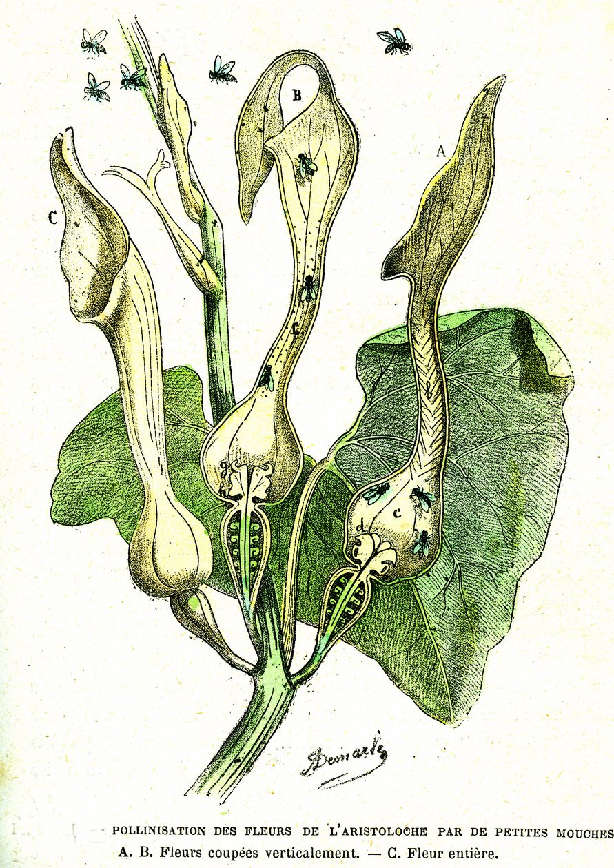 Pollinering av flugor av Aristoloche-blommor: Naturlig skapelse och levande varelser. Teckning av A. Demarle. 1885 av Alphonse Demarle