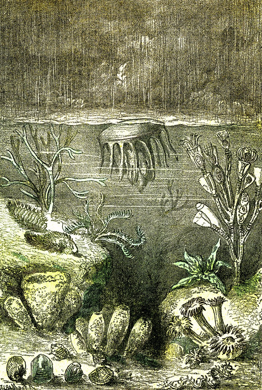 Prehistoire-Terre et Mers: Början av den siluriska perioden (J. Rengade. Teckning av Demarle. 1885 av Alphonse Demarle