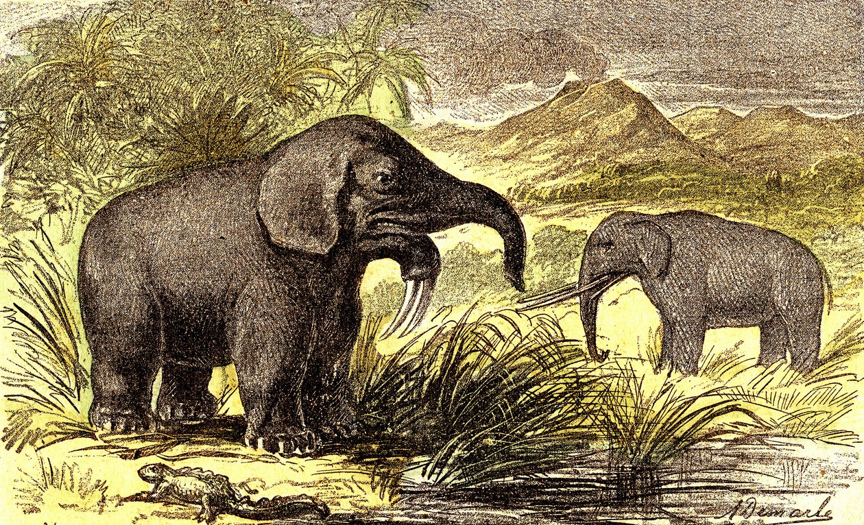 Förhistoria-miocenperiod: Från höger till vänster: Dinotherum och Mastodonte. Naturlig skapelse och levande varelser. Teckning av A. Demarle. 1885 av Alphonse Demarle