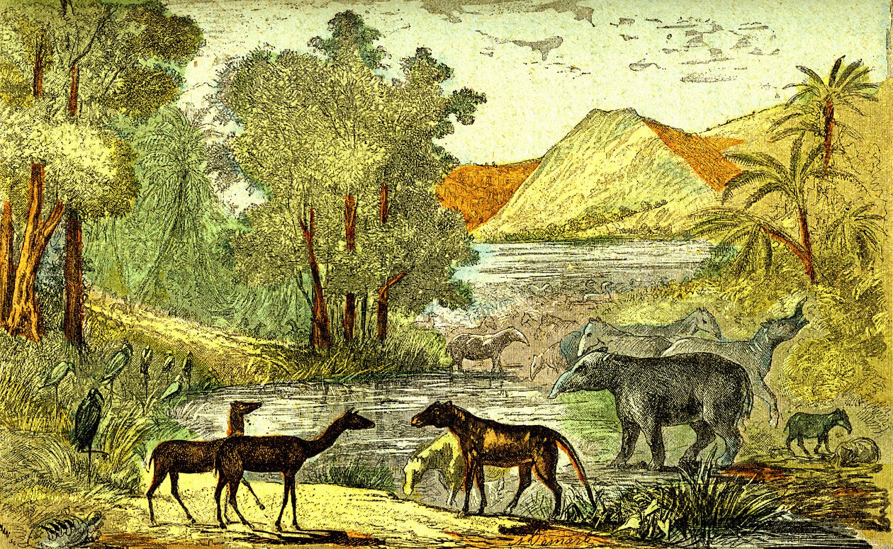 Förhistoria- Eocen period: Från höger till vänster: Paloeotherium, Anoplotherium, Xiphodonts och fåglarna Tantalus. Naturligt skapande och levande varelser. Ritning A. Demarle. 1885 av Alphonse Demarle
