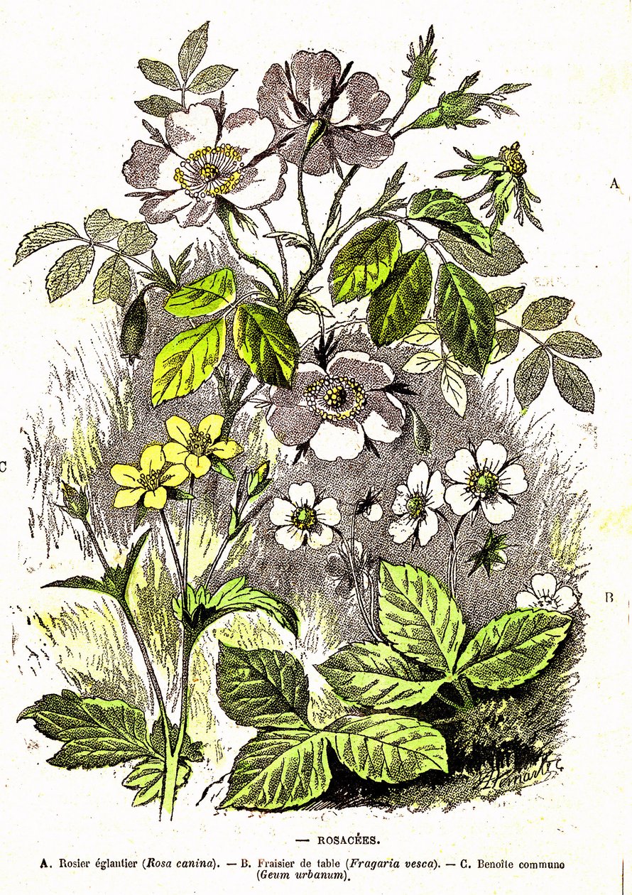 Rosacees - Naturlig skapelse och levande varelser: Teckning av A. Demarle. 1885 av Alphonse Demarle