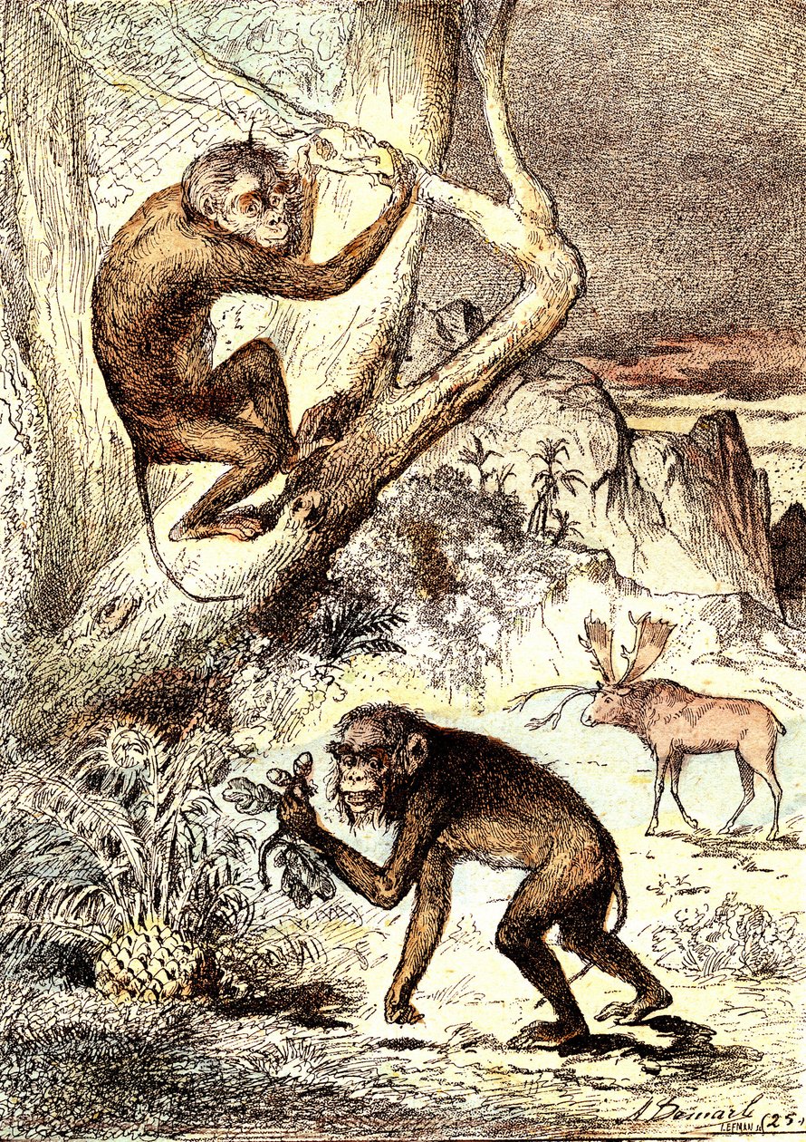 De katarinska aporna (miocenperioden): Semnopitheques. J. Rengades naturliga skapelse och levande varelser. Ritning A. Demarle av Alphonse Demarle