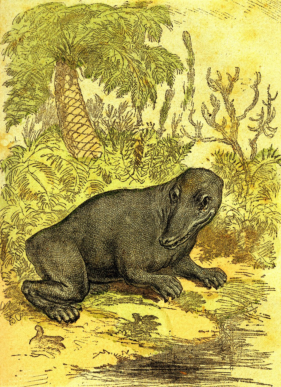 Labyrintodonten (Amfibie): Amfibie från kolperioden. Naturlig skapelse och levande varelser. Teckning A. Demarle 1885 av Alphonse Demarle