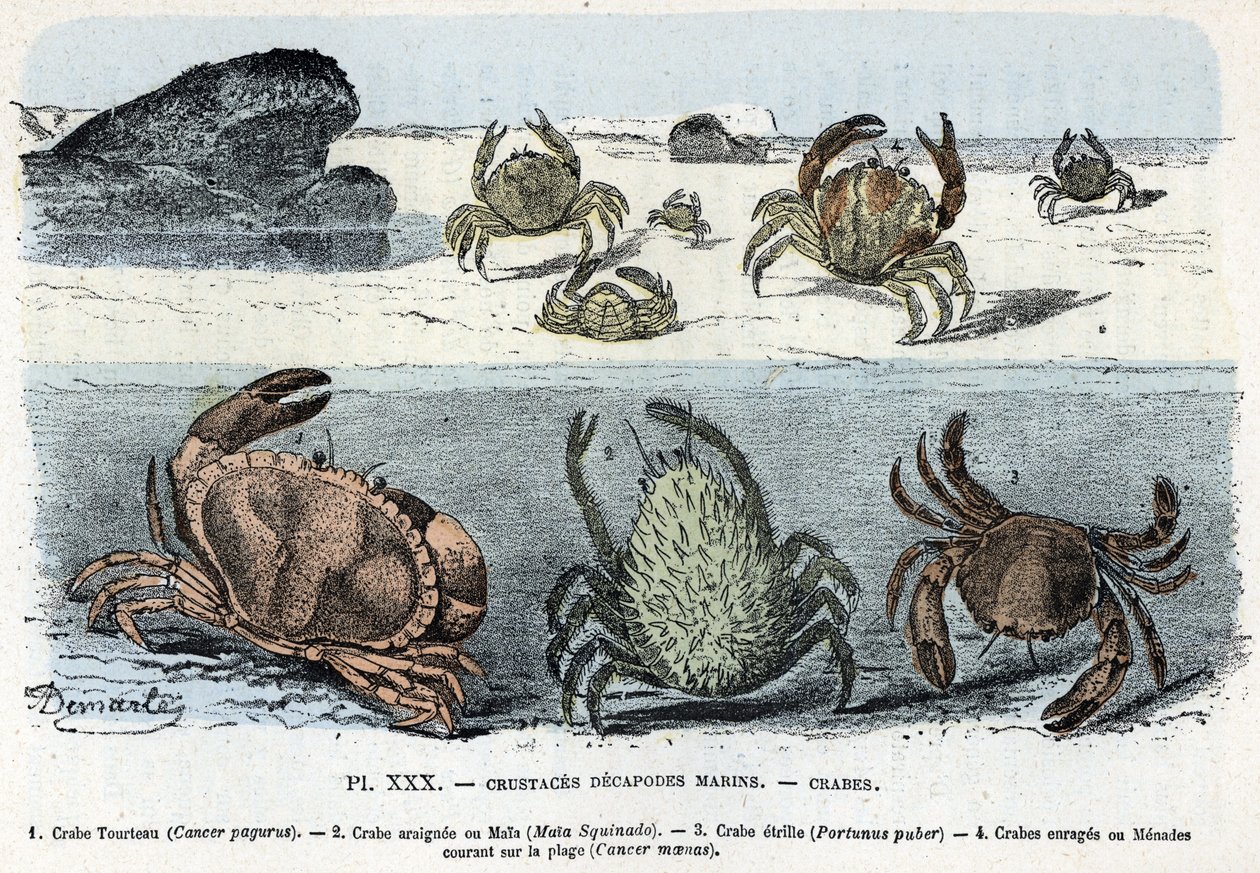 Zoologisk styrelse; crustac decapode marin, krabba (kaka, araignee, etrille, menad) (Zoologisk platta: krabbor) Gravyr från "L