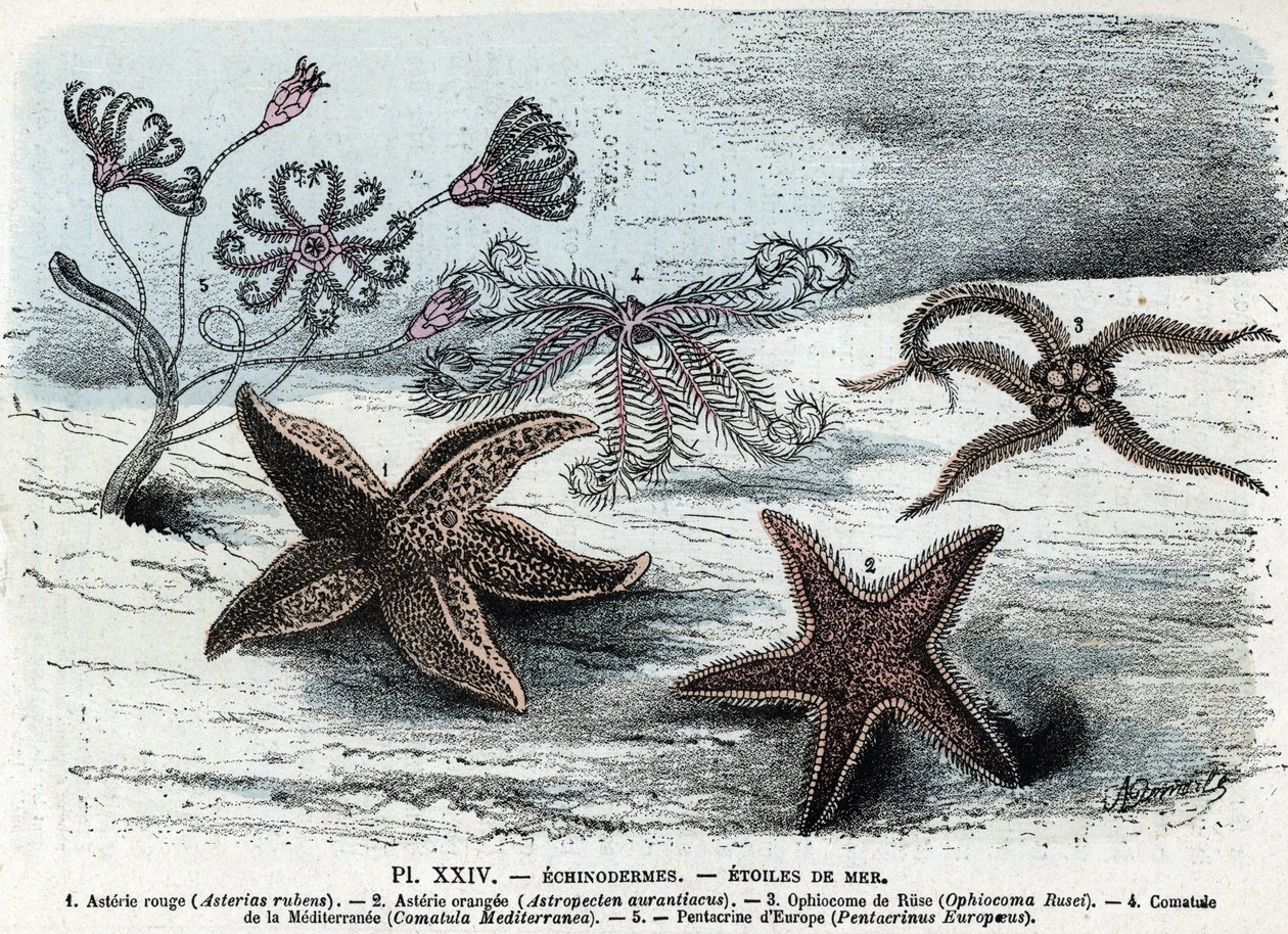 Zoologisk styrelse; tagghuding, havsstjärnor (asterier, ophiocoma, comatum och pentakrin) (Zoologisk platta: sjöstjärnor) Gravyr från "" L