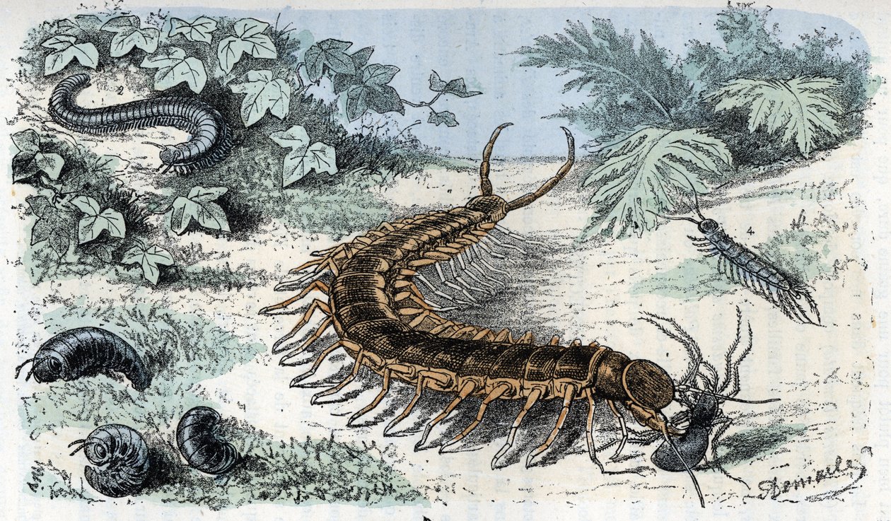 Zoologiskt diagram: Insekter Myriapodes (tusenfotingar eller tusenfotingar) (Zoologisk platta: Myriapoda) Gravyr från "Man and Nature" av Rengade av Alphonse Demarle