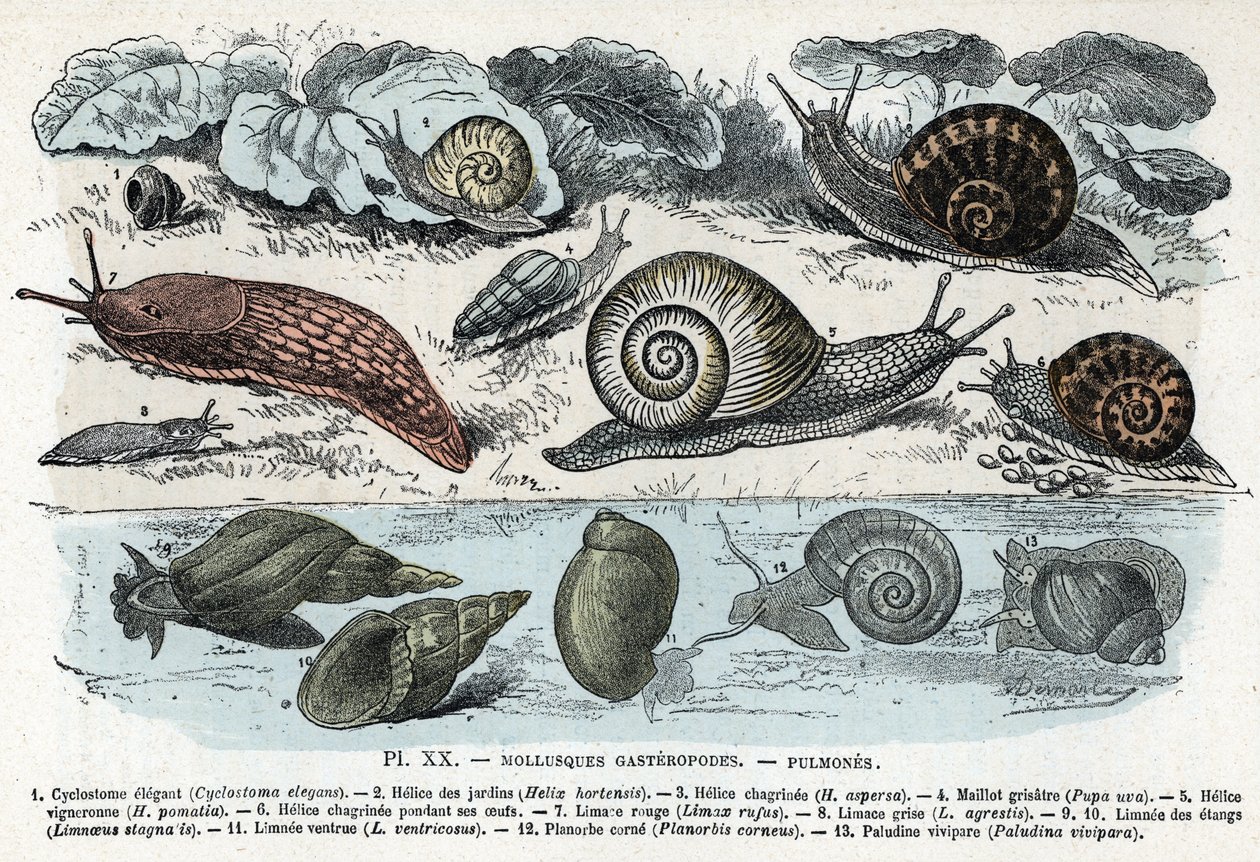 Zoologiskt diagram; gasteropods blötdjur, lungor (cyklostoma, trädgårdsspiral och sorg, röd snigel, grå snigel, limnee, planorb, paludine...) (Zoologisk platta: gastropod blötdjur som snigel, cyclostoma, planorb, limnea) Gravyr från "" L