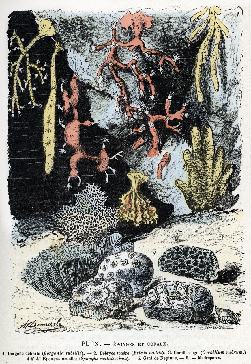 Zoologiskt diagram: svampar och koraller (gorgone, bebryce, koraller, svampar, neptunushandske (Zoologisk platta: havssvampar och koraller) Gravyr från "" L