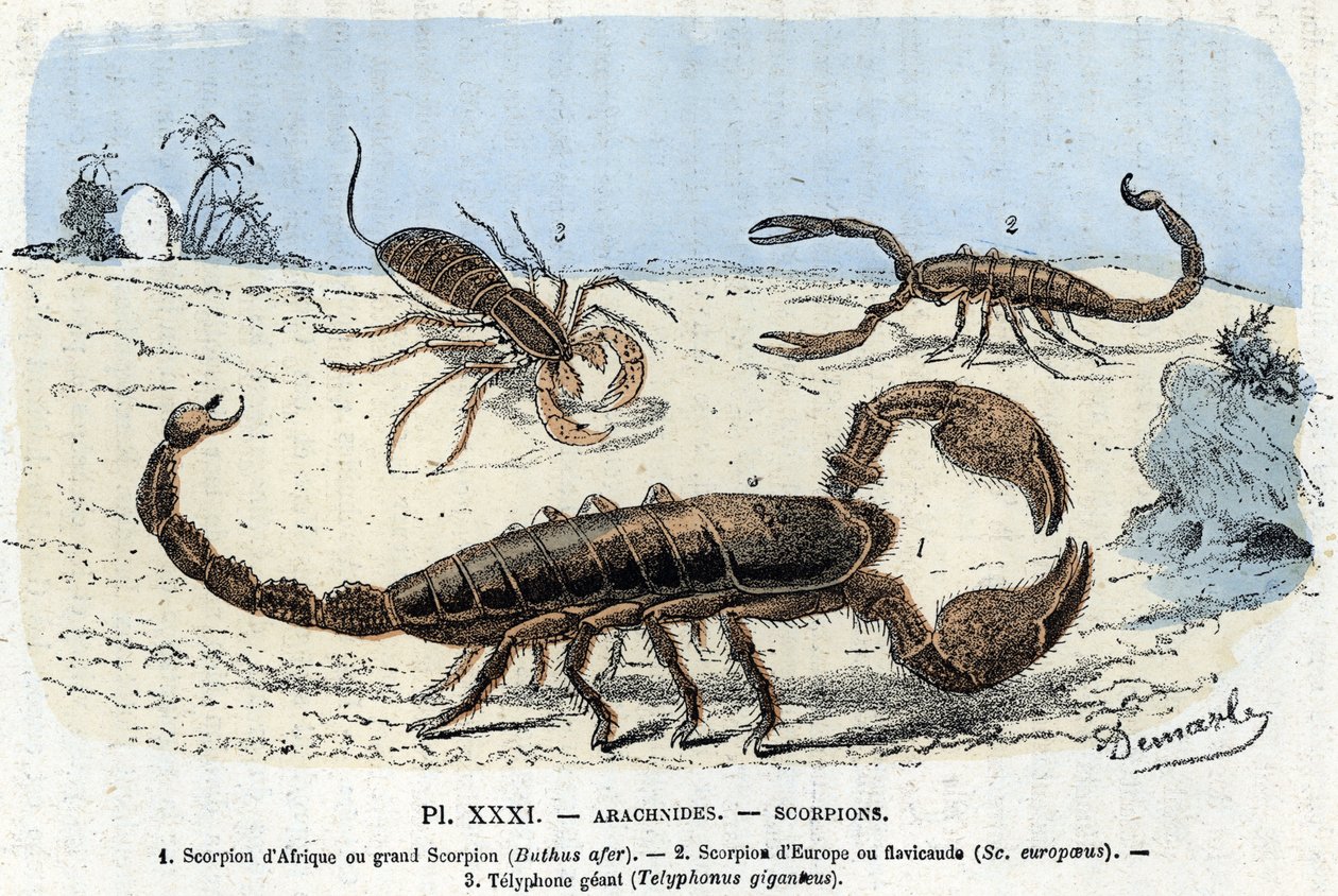 Zoologisk platta; spindeldjur, afrikanska skorpioner, europeisk skorpion, telefon) (Zoologisk platta: spindeldjur, skorpion) Gravyr från "" L