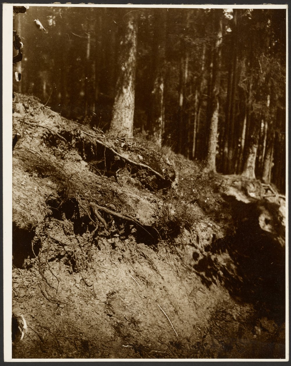 [Studie av ojordade rötter från ett träd som blottats från sidan av en kulle] av Alphonse Maria Mucha