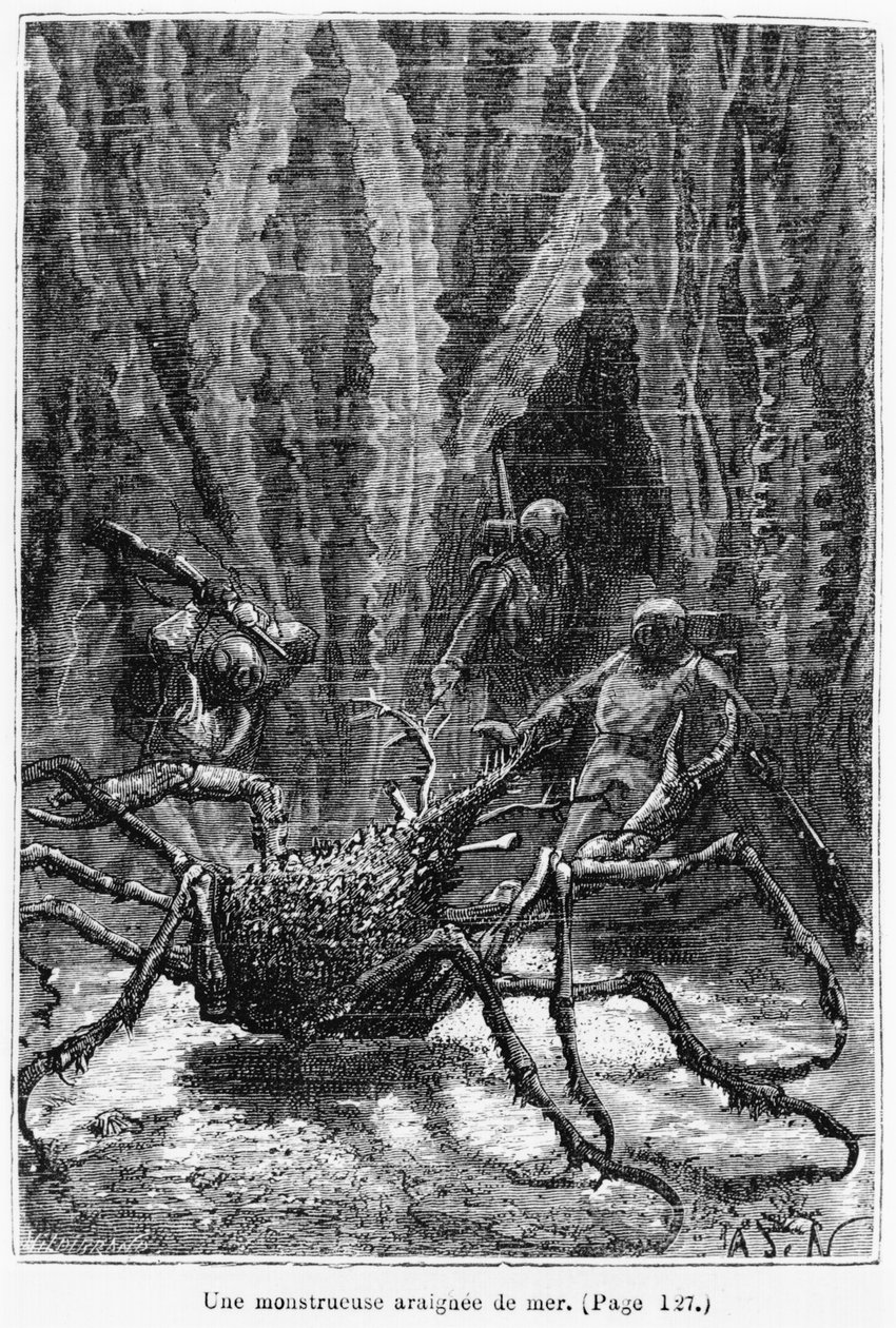 Spindelkrabban, illustration från 