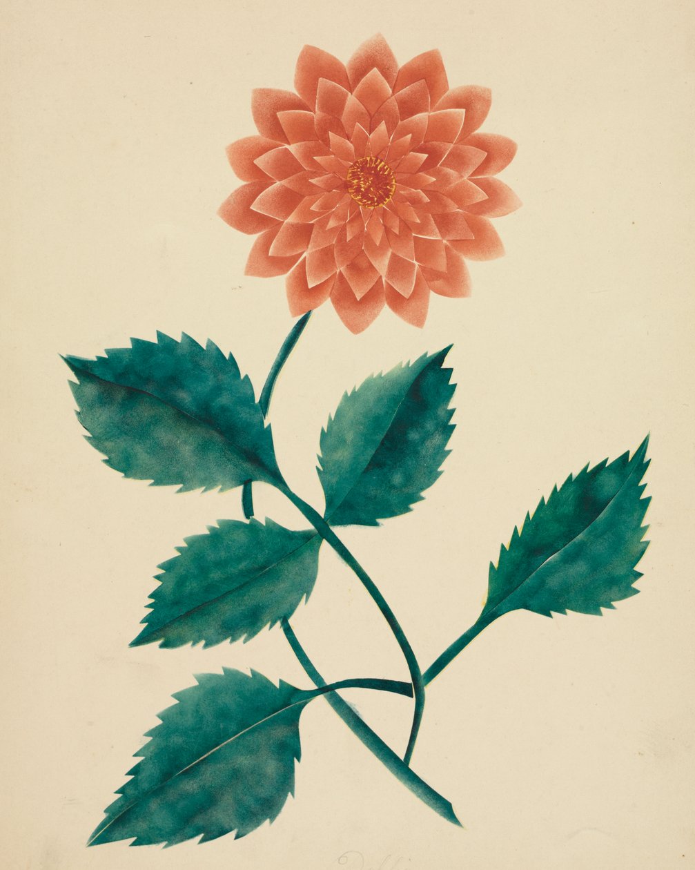 Dahlia (akvarell) av Altha Mary Nims