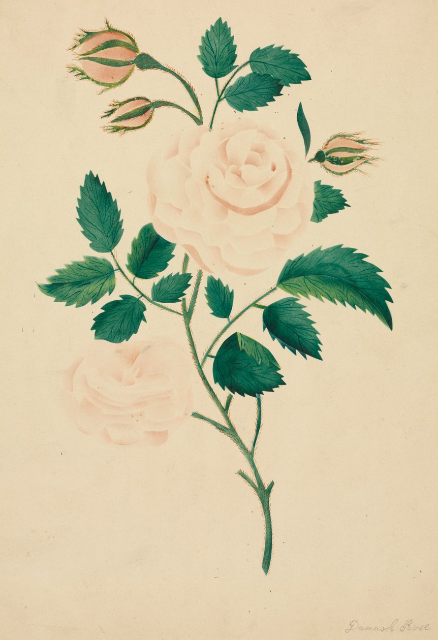 Damask Rose (akvarell) av Altha Mary Nims
