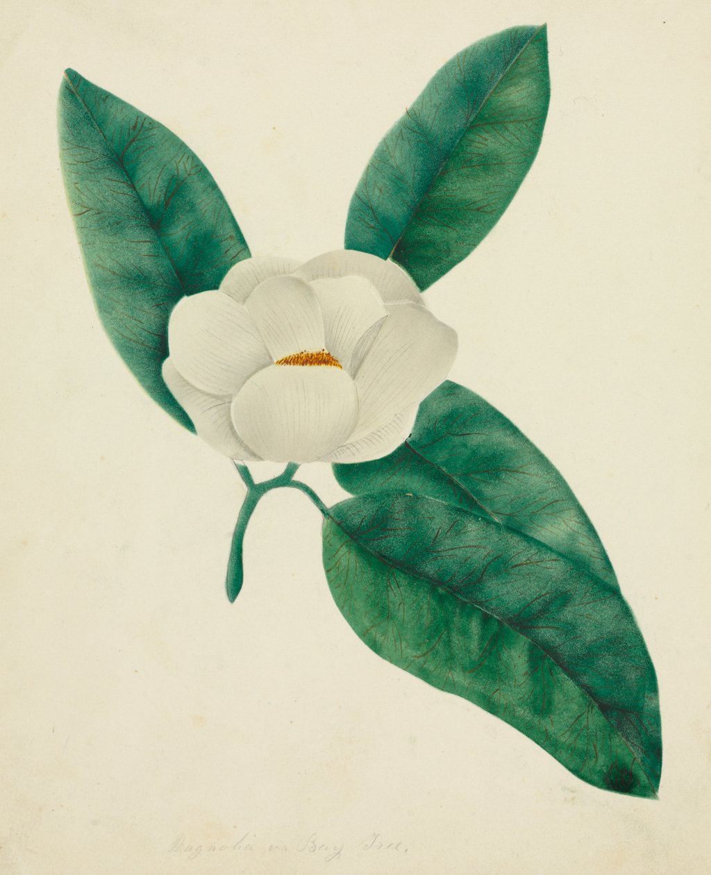 Magnolia (akvarell) av Altha Mary Nims