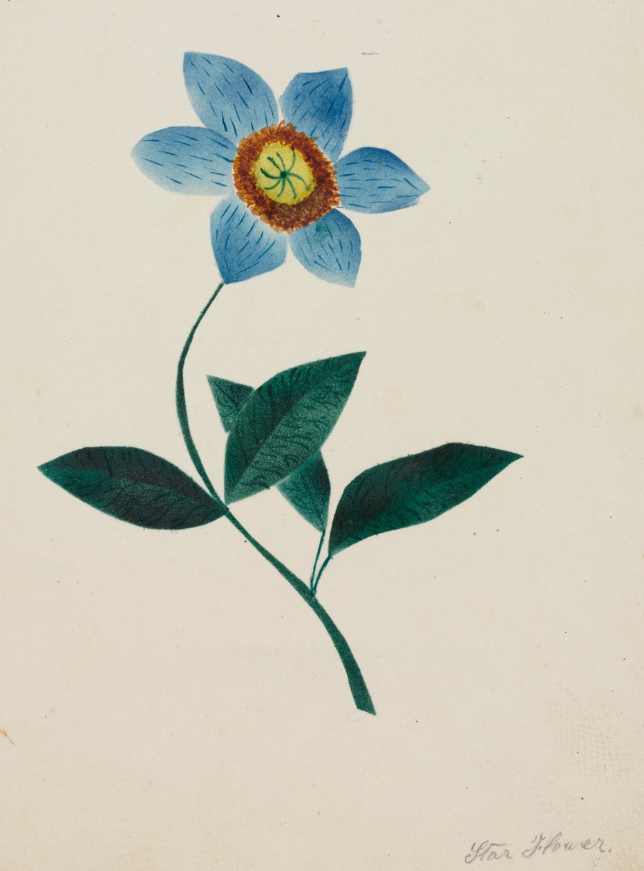 Stjärnblomma (akvarell) av Altha Mary Nims