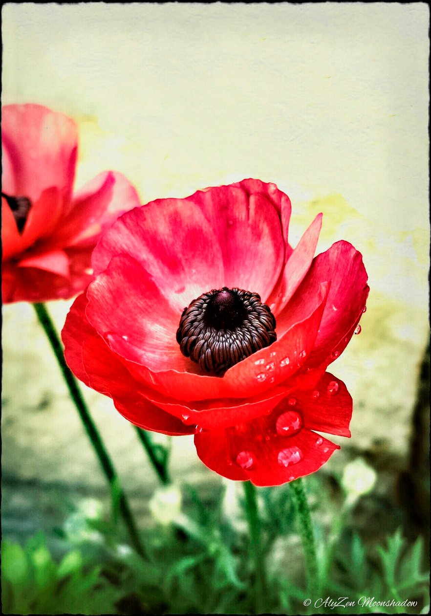 Red Anemone, 2013, (digital mixed media phoneography) av AlyZen Moonshadow
