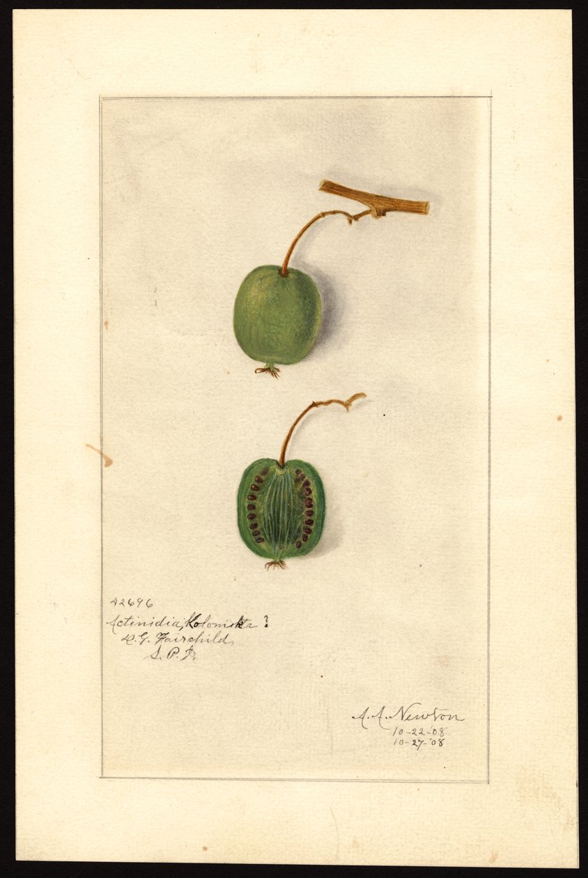 Actinidia deliciosa (Kiwifrukt) (akvarell på papper) av Amanda Almira Newton
