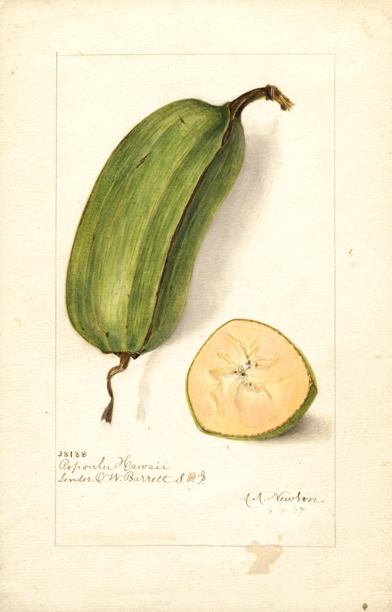 Bananer (Musa: Popoulu Hawaii) (akvarell) av Amanda Almira Newton