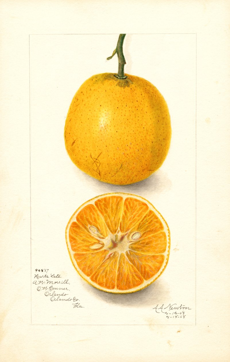 Harts Late Oranges (Citrus sinensis) (akvarell) av Amanda Almira Newton