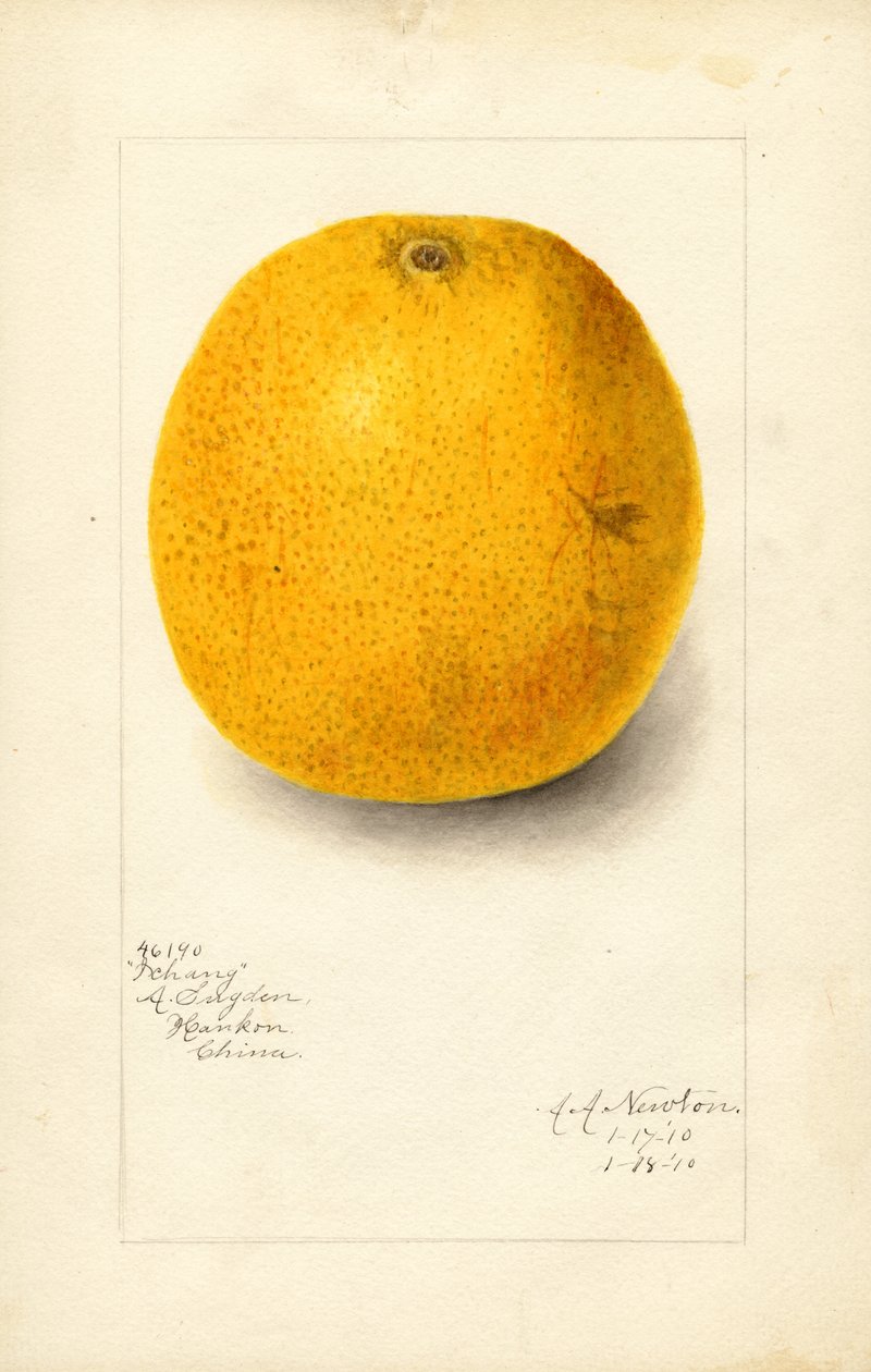 Ichang-apelsin (Citrus sinensis) (akvarell) av Amanda Almira Newton
