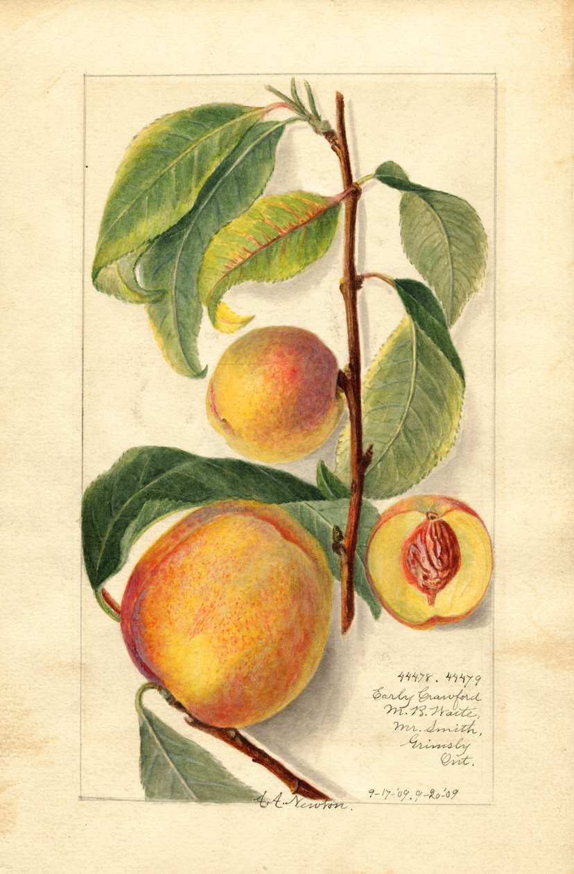 Persikor (Prunus persica) (akvarell) av Amanda Almira Newton