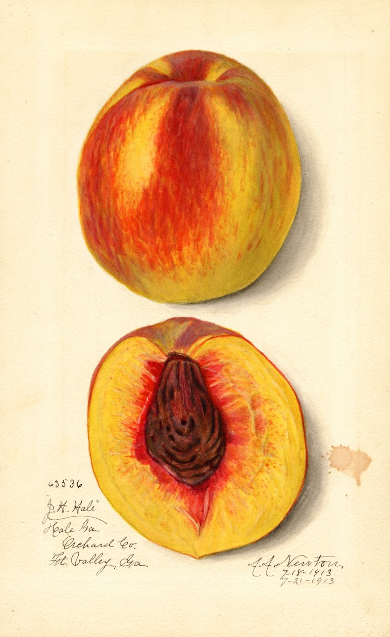Persikor (Prunus persica: J.H. Hale) (akvarell) av Amanda Almira Newton