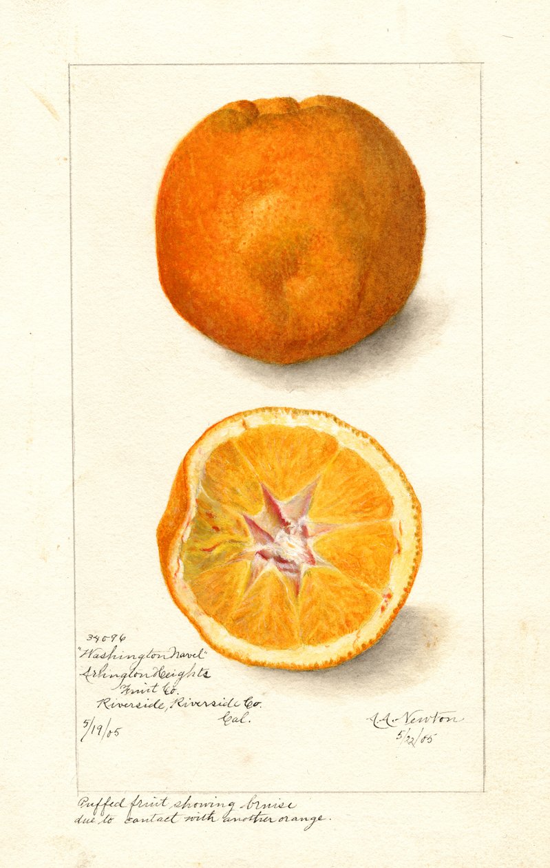 Washington Navel Oranges ( Citrus sinensis) (akvarell) av Amanda Almira Newton
