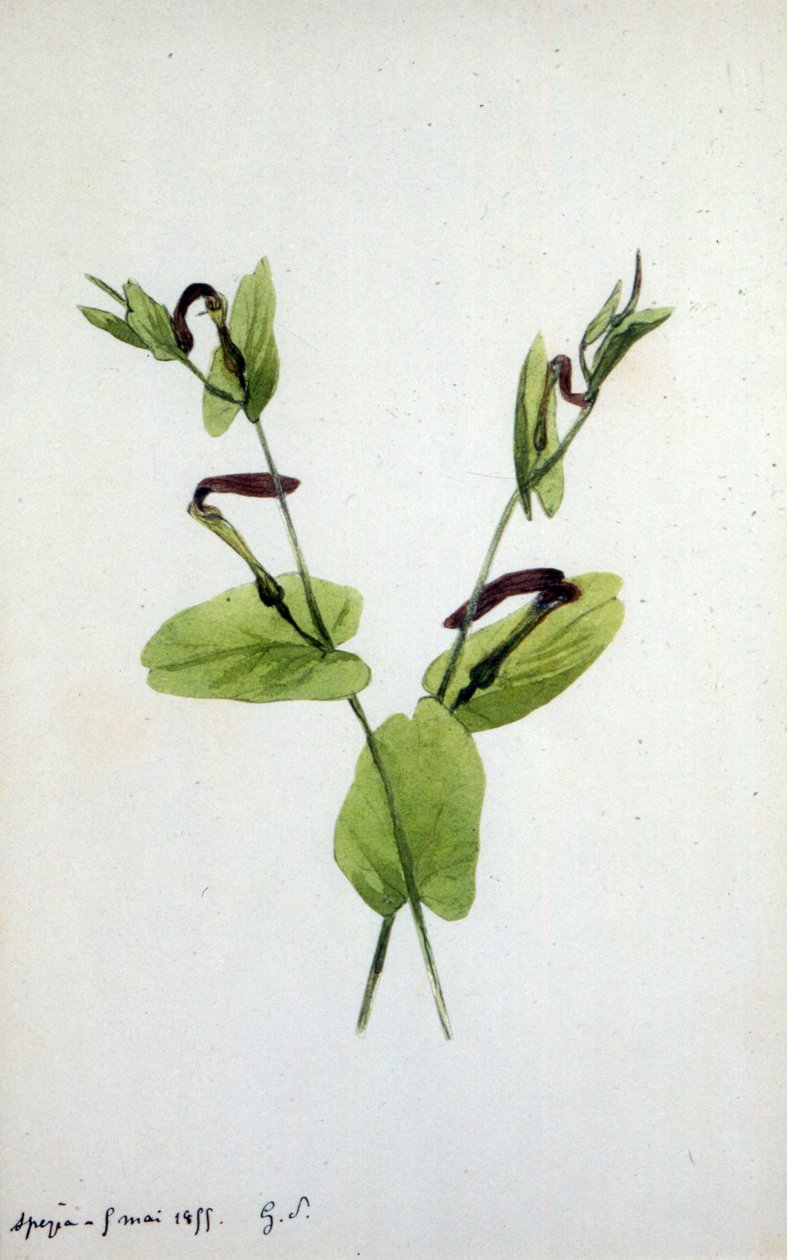 Aristolochia ett stort växtsläkte av familjen Aristolochiaceae (akvarell) av Amantine Dupin