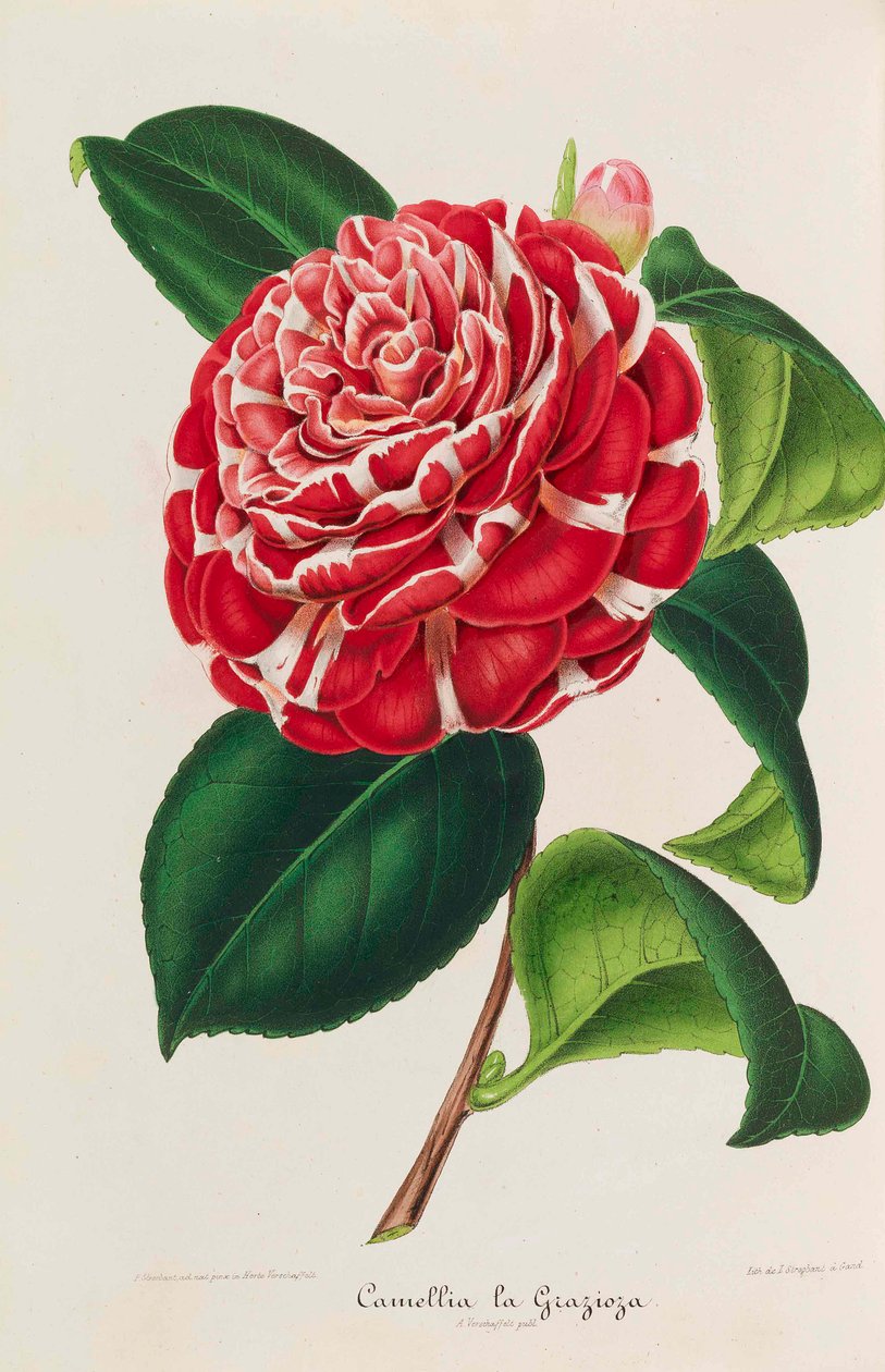 Ny ikonografi av kamelia, 1850-1860. av Ambroise Alexandre Verschaffelt